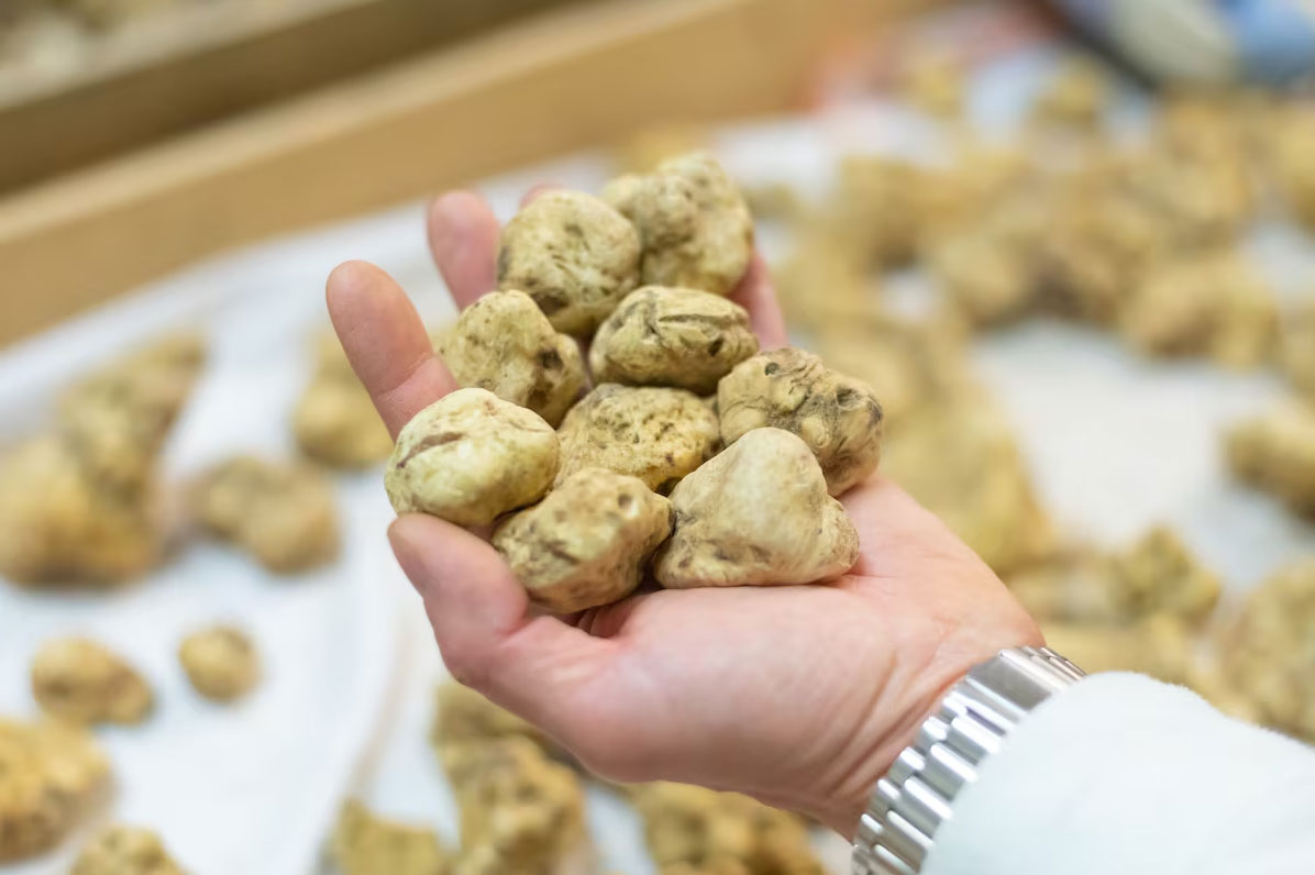 Global truffle mania puts Italy’s Umbria region at the centre of a booming luxury food business