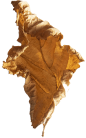 leaf1-Filosofia-Naturale.png